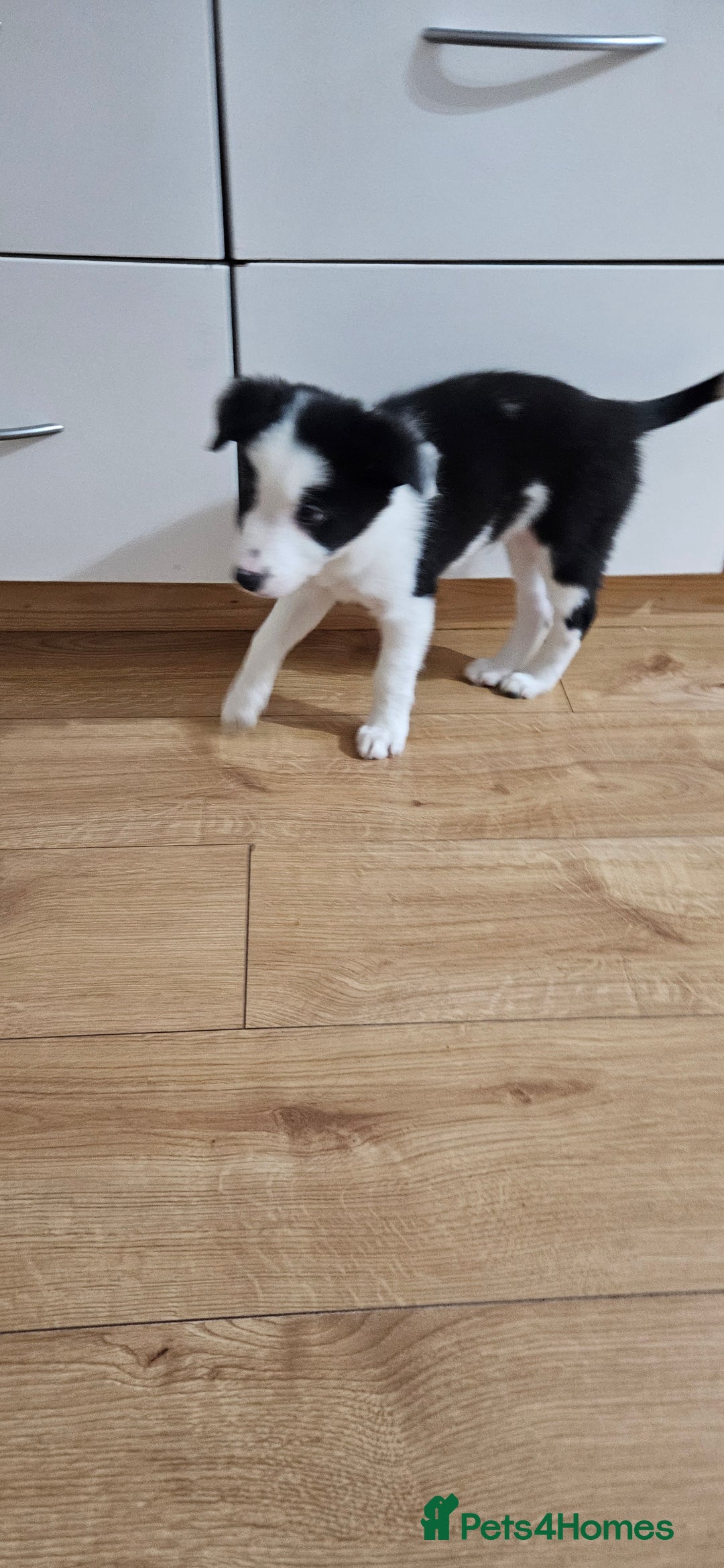 Border Collie dogs for sale: Border collie puppies for sale  - Image 7
