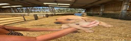 Labrador Retriever dogs for sale: Red fox Labrador puppies  - Advert 4