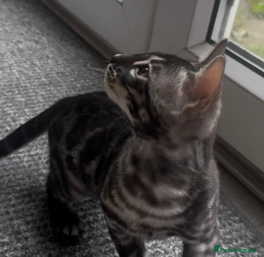 Bengal cats for sale: Breed quality silver bengal kittens 🐆💎🤍🩶🖤 - Image 32