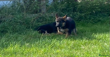 German Shepherd dogs - Advert 4