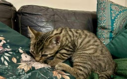 Bengal cats for sale: Bengal x Tabby Kittens  - Image 12