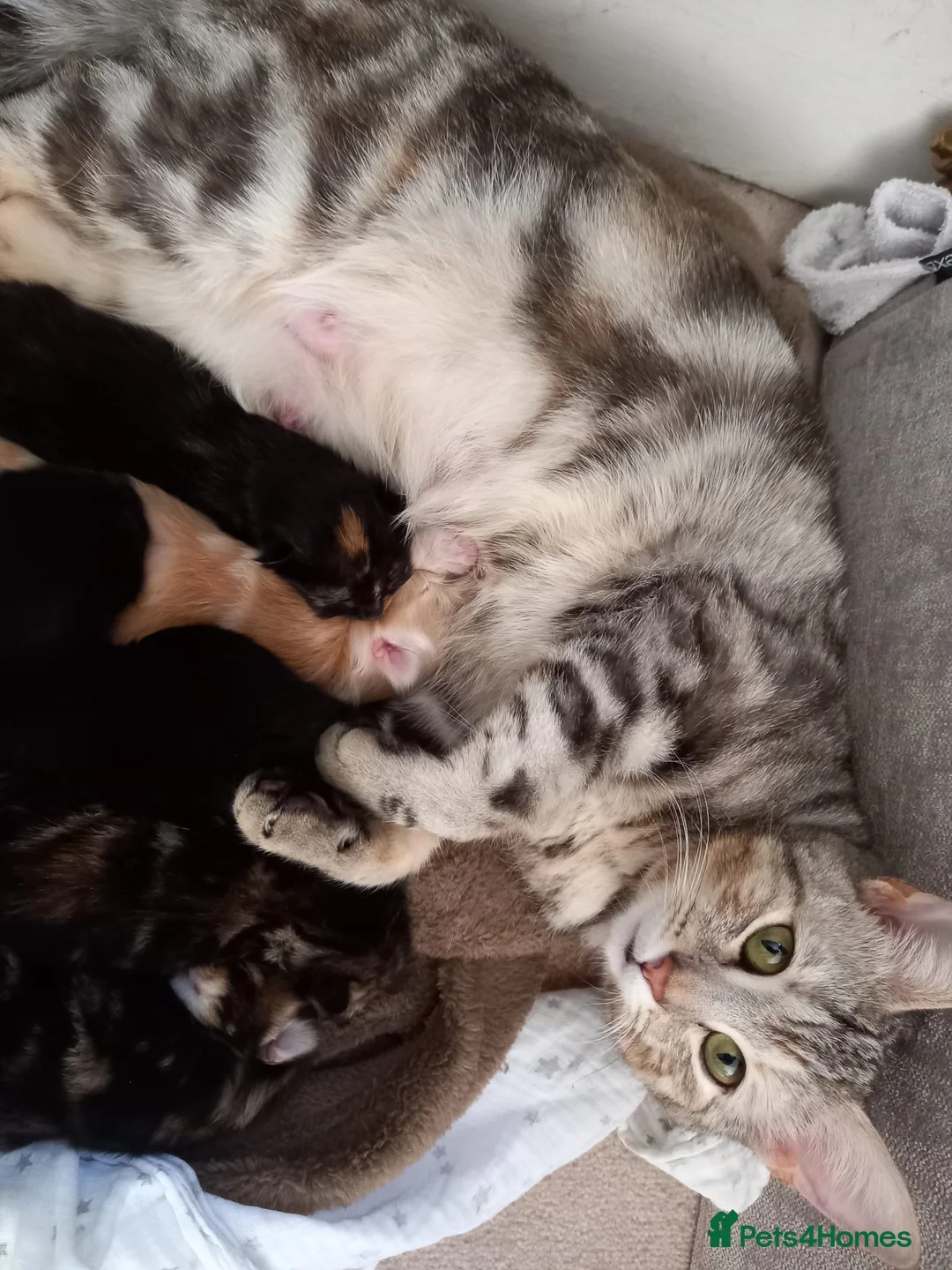 Mixed Breed cats for sale: Beautiful 8-Wk-Old Kittens Ready for Loving Homes - Advert 10