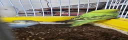 Budgerigars birds for sale: Baby Budgies - Advert 2