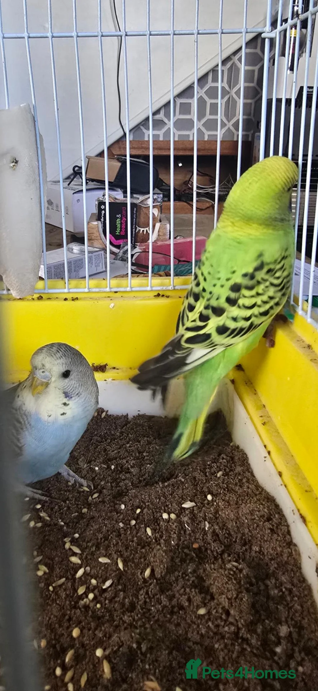 Budgerigars birds for sale: Baby Budgies - Advert 2