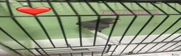 Budgerigars birds for sale: Black face budgies  - Advert 15