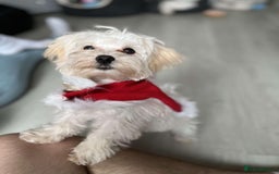 Maltipoo dogs for stud: Small Maltipoo Stud  - Image 3
