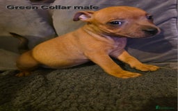 Staffordshire Bull Terrier dogs for sale: STUNNING KC RED STAFFORDSHIRE BULL TERRIER PUPS - Image 18