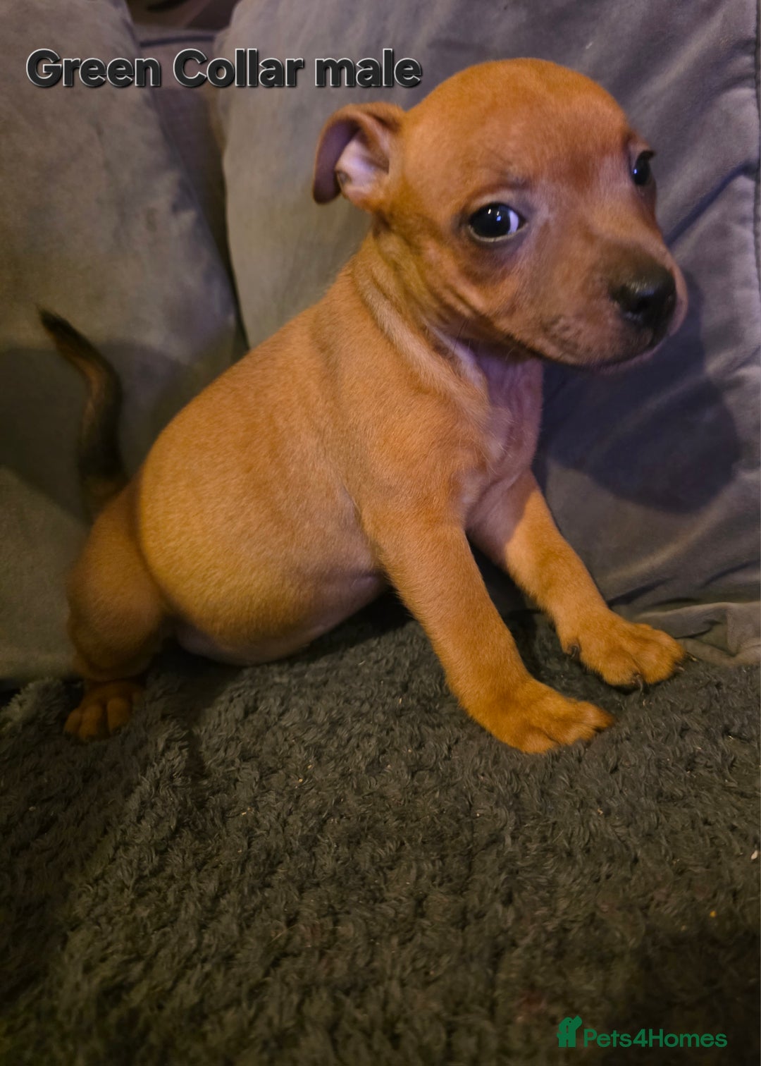 Staffordshire Bull Terrier dogs for sale: STUNNING KC RED STAFFORDSHIRE BULL TERRIER PUPS - Image 18