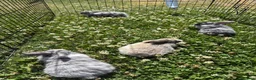 Mixed Breed rabbits for sale: Male rabbits for sale in Sudbury - Advert 5