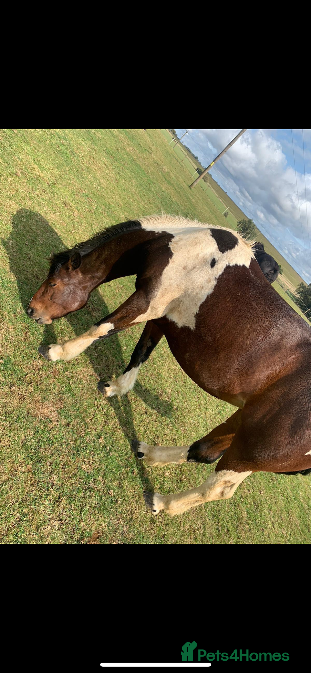 Other Breed horses for sale: Pony for sale - Advert 5