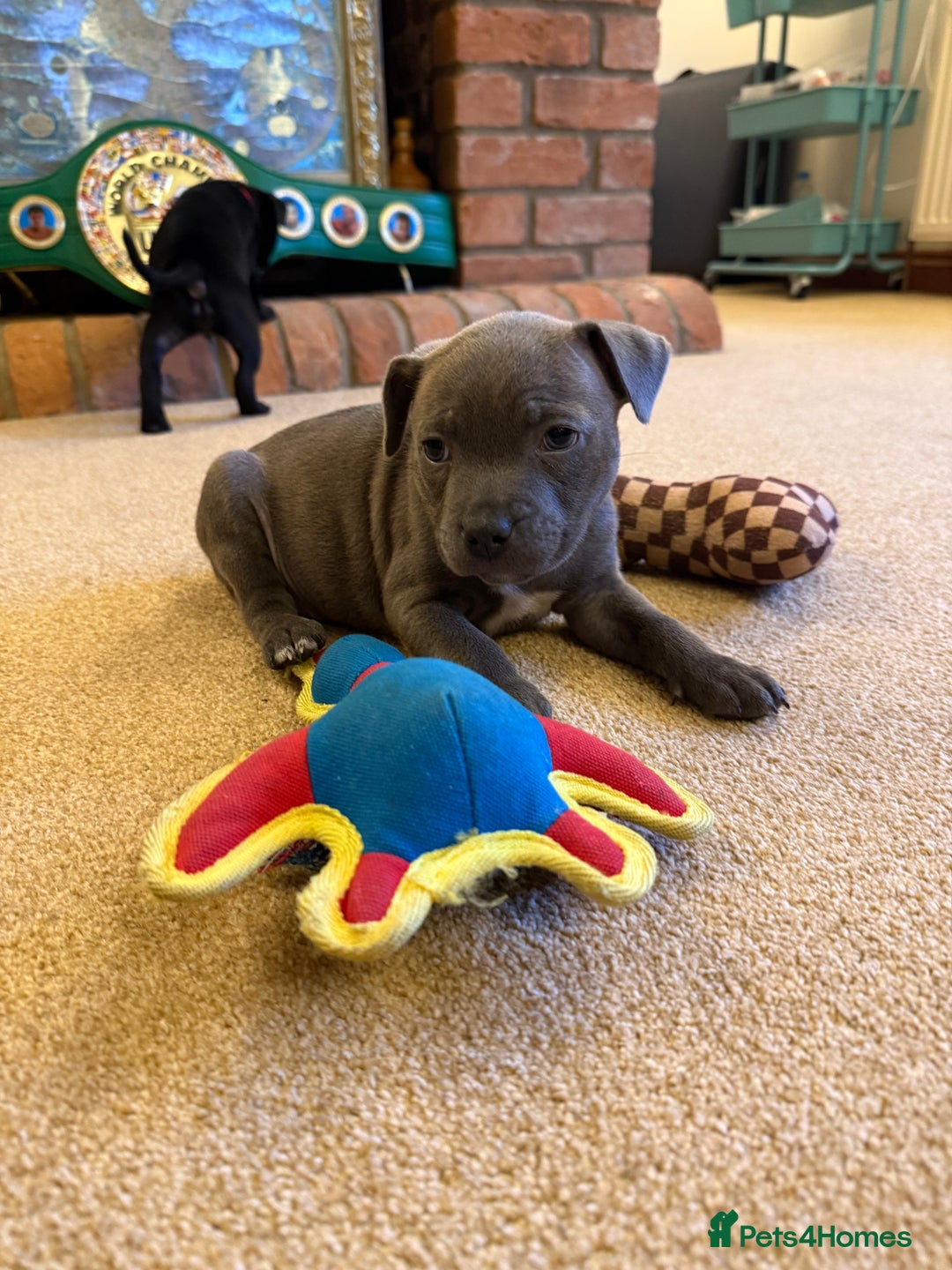 Staffordshire Bull Terrier dogs for sale: Health Tested Clear Staffordshire Bull Terrier's - Advert 11