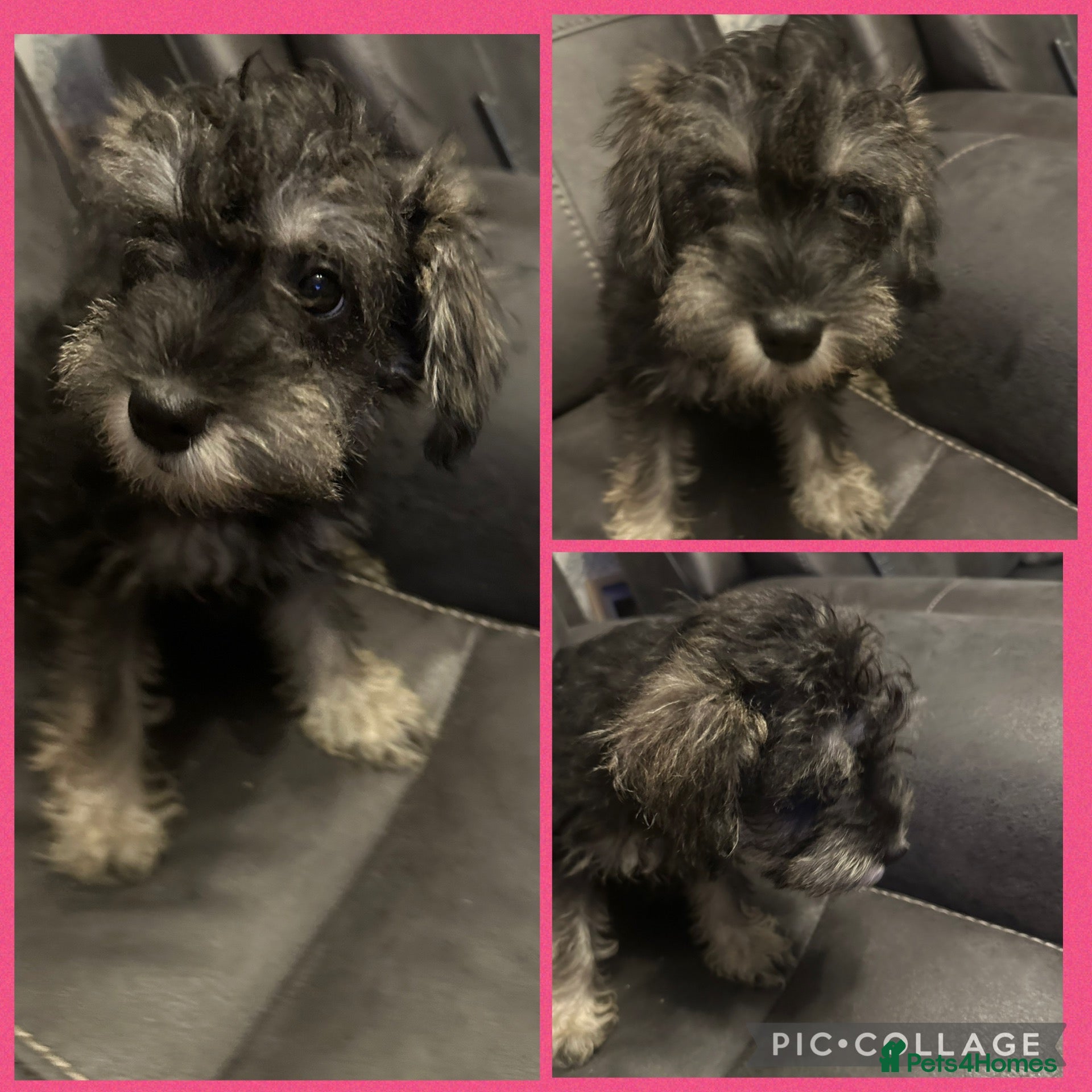 Schnoodle dogs Miniature Schnoodle puppies - Advert 2