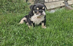 English Bulldog dogs for sale: English Bulldog  - Image 4