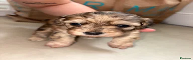 Cavapoochon 3