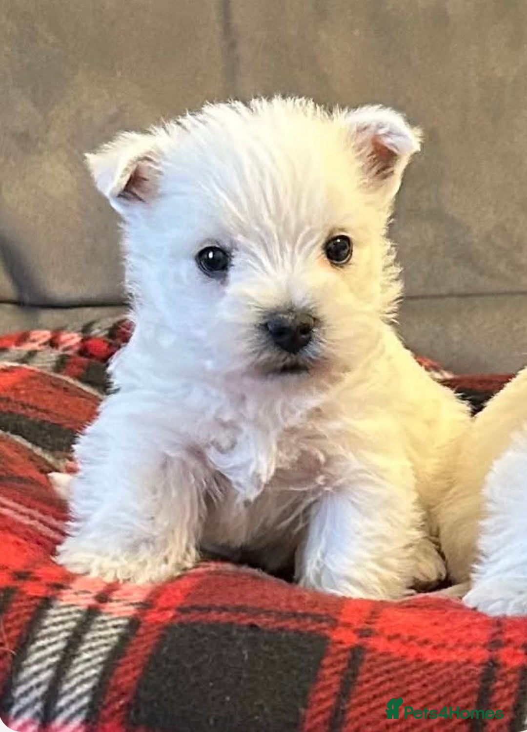 West Highland Terrier dogs for sale: Stunning west highland terrier puppies  - Advert 3