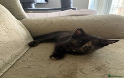 Mixed Breed cats for sale: Mixed bred ginger and black kitten - Image 1