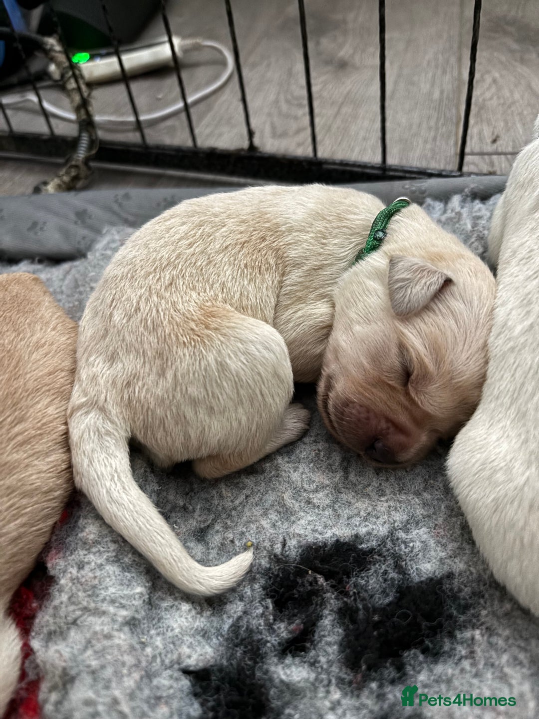 Mixed Breed dogs for sale: Stunning lab/rottie x golden retriever puppies e - Advert 7