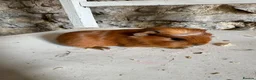 Guinea Pig rodents for sale: Gorgeous guineas available May - Advert 5