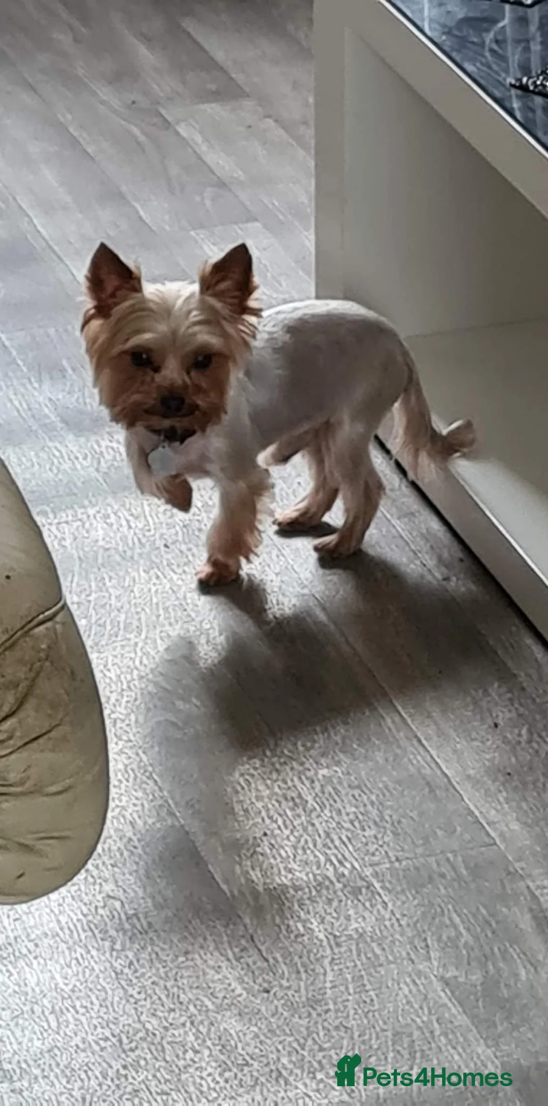 Yorkshire Terrier dogs for stud: My lovely boy for stud in West Bromwich - Advert 4