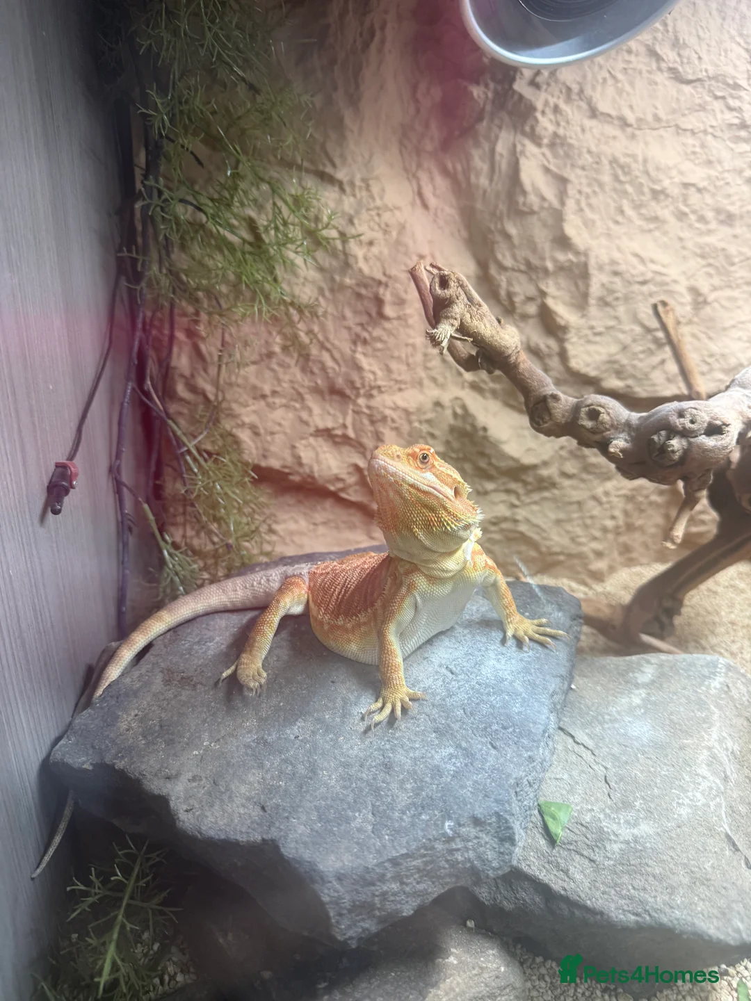 Bearded Dragon reptiles for sale: Leather Back Bearded Dragon  - Advert 2