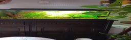 Other/Mixed Breed fish for sale: Aquarium  full of guppies!! - Advert 10