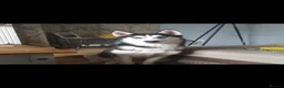 Siberian Husky dogs for sale: Beautiful Siberian husky puppies in Wigan - Advert 24