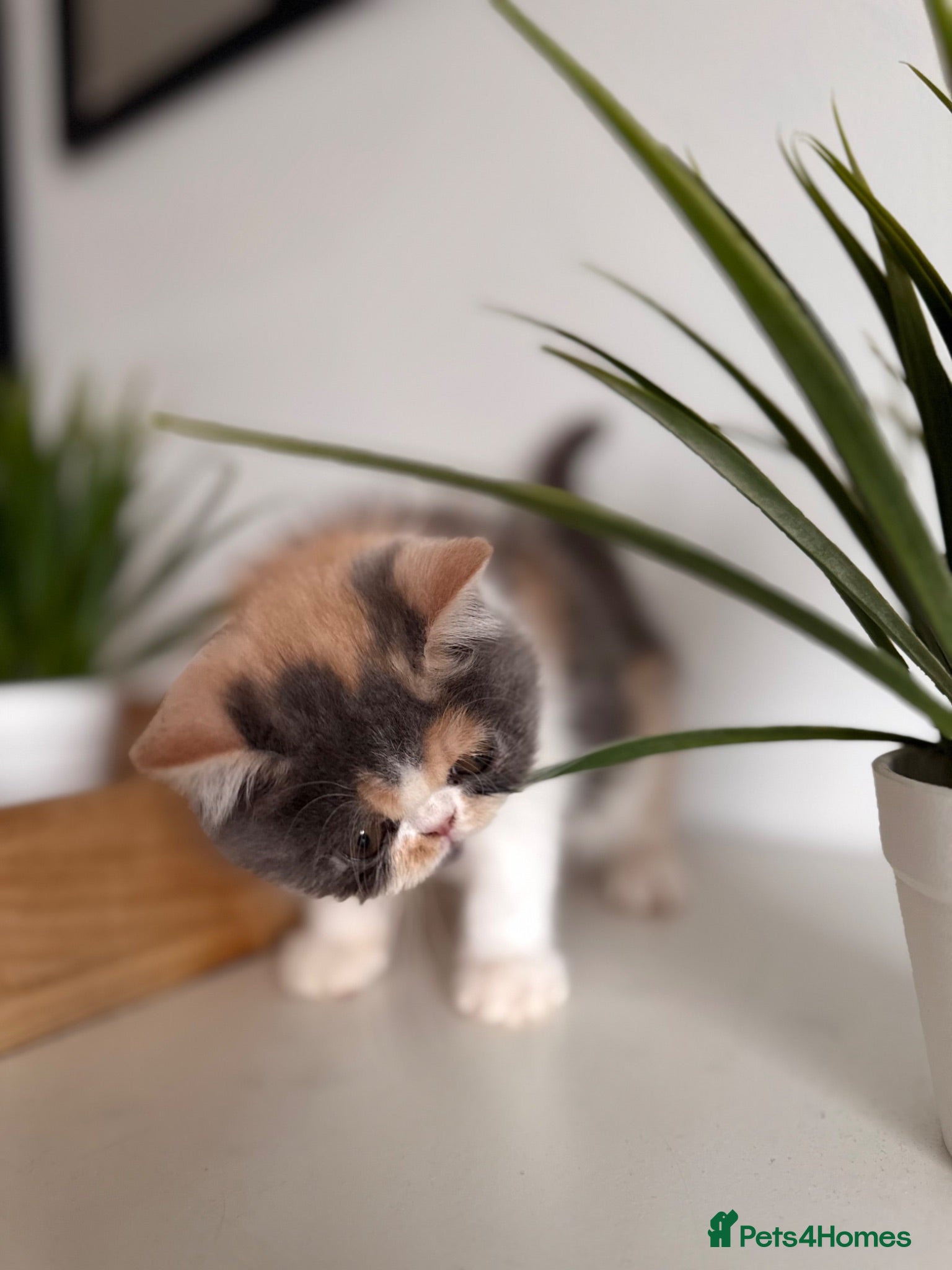 Exotic cats Exotic Persians  - Advert 1