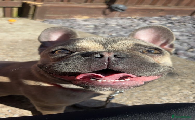 French Bulldog dogs - Advert 7