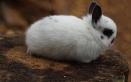 Netherland Dwarf rabbits for sale: Rare Colours Netherland Dwarfs - Image 4