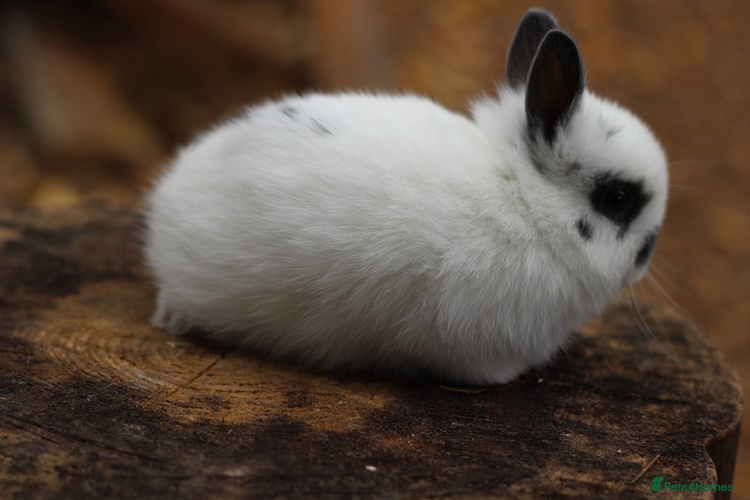 Netherland Dwarf rabbits for sale: Rare Colours Netherland Dwarfs - Image 4
