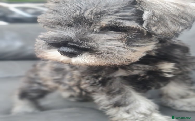 Miniature Schnauzer dogs - Advert 1