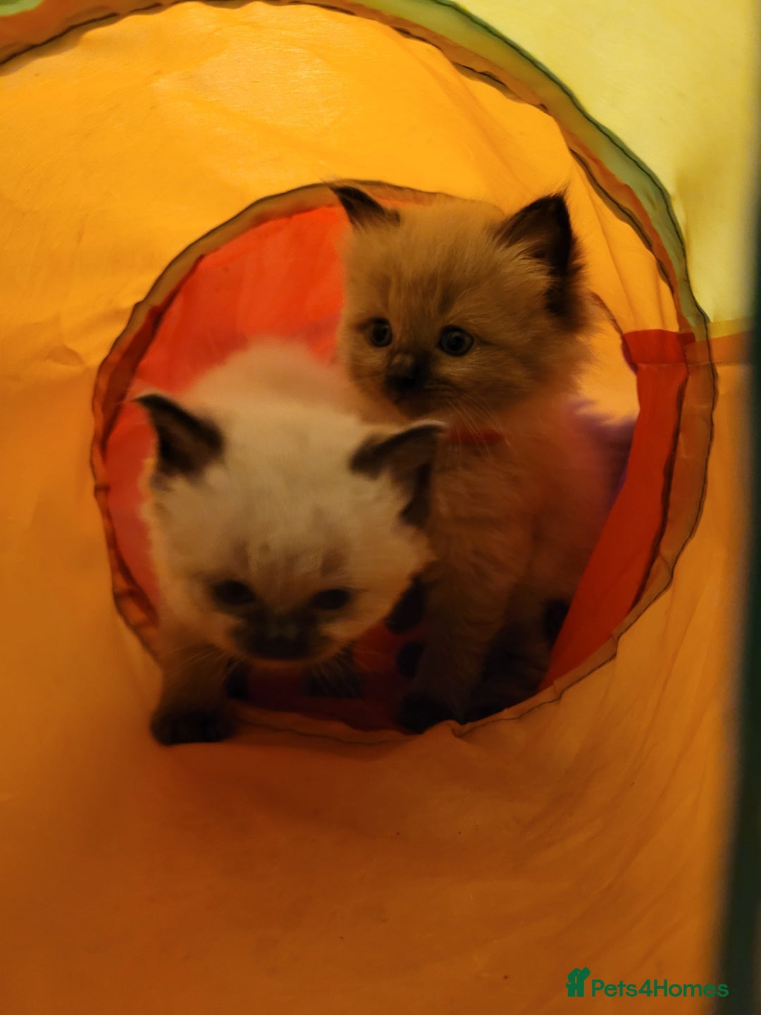 Ragdoll cats for sale: Super cute Ragdoll Kittens, Mink Seal Point  - Advert 2