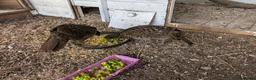 Mixed Breed birds for sale: Temminck's Tragopans Males and Females pheasant - Advert 6