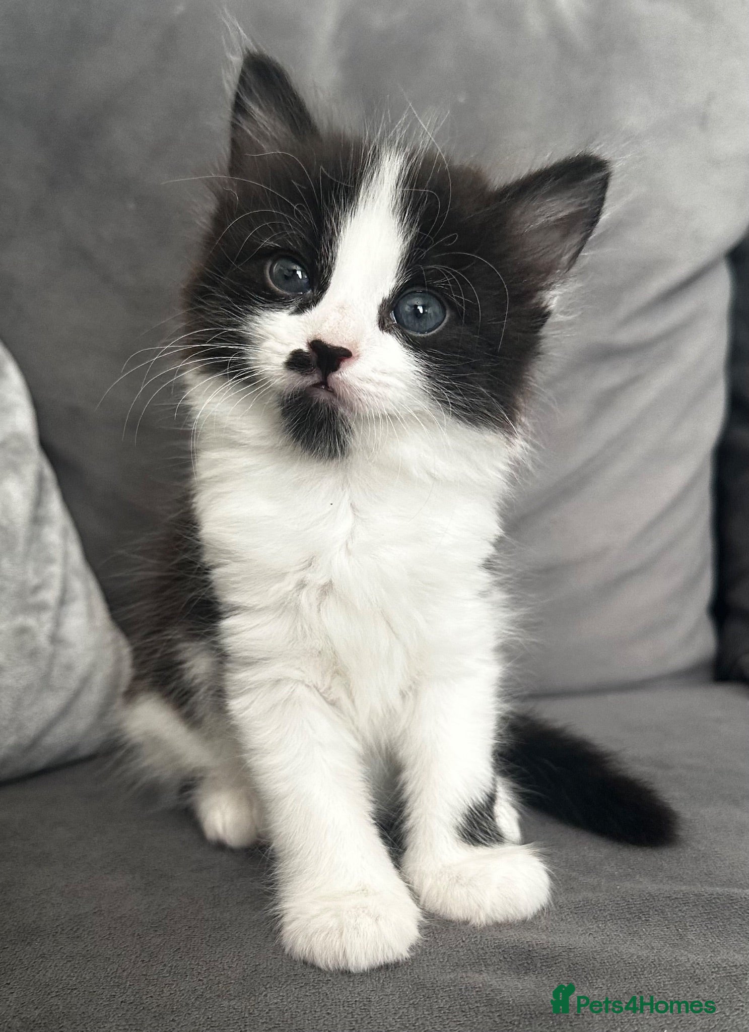 Domestic Shorthair cats Beautiful long haired tabby kittens  - Advert 2
