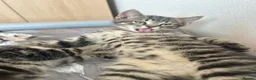 Mixed Breed cats for sale: 🐾 Playful Kittens Looking for Their Forever Homes - Advert 7