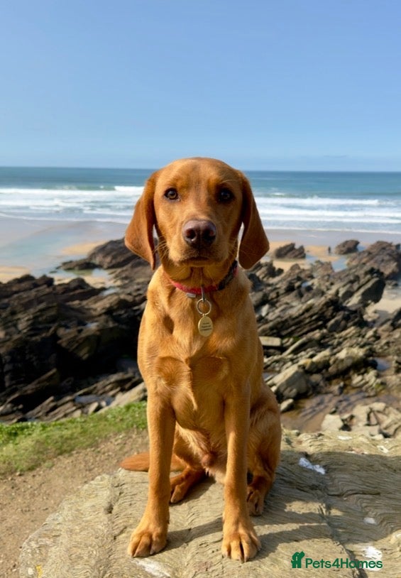 Labrador Retriever dogs KC registered Red Fox Labrador  - Advert 1