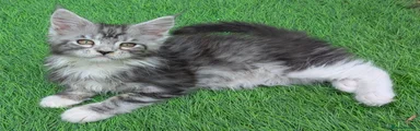 Majestipaws Rania