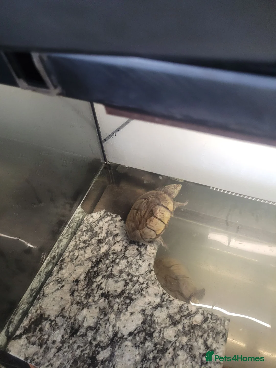 Turtle reptiles for sale: 3x musk turtle and tank  - Advert 2