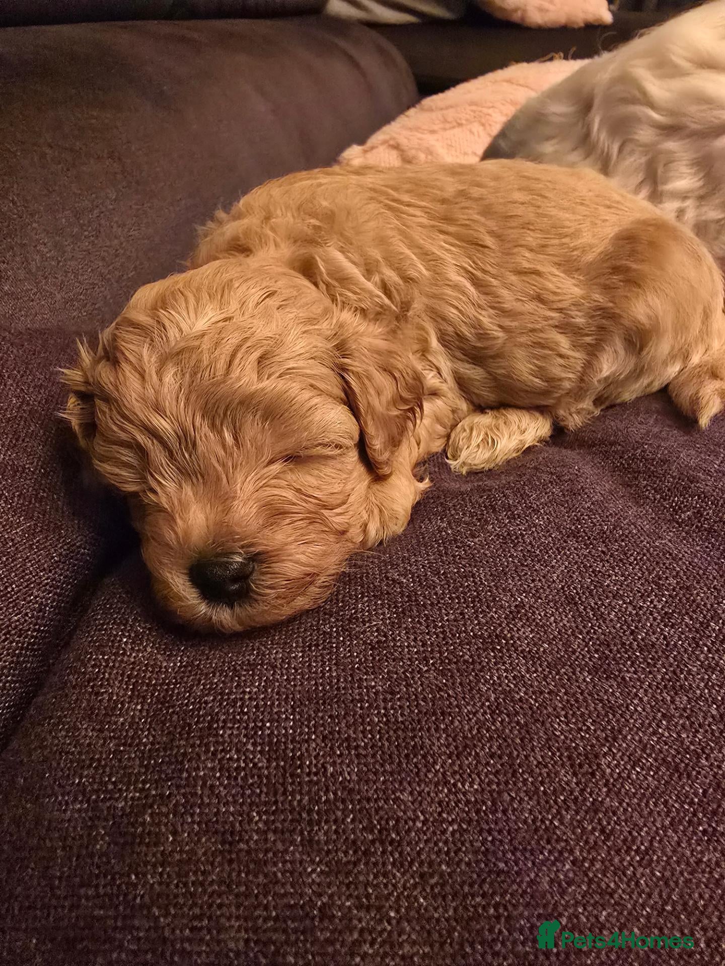 Maltipoo dogs for sale: The last boy is looking for a forever home. 🏠🐶🐾 - Advert 21