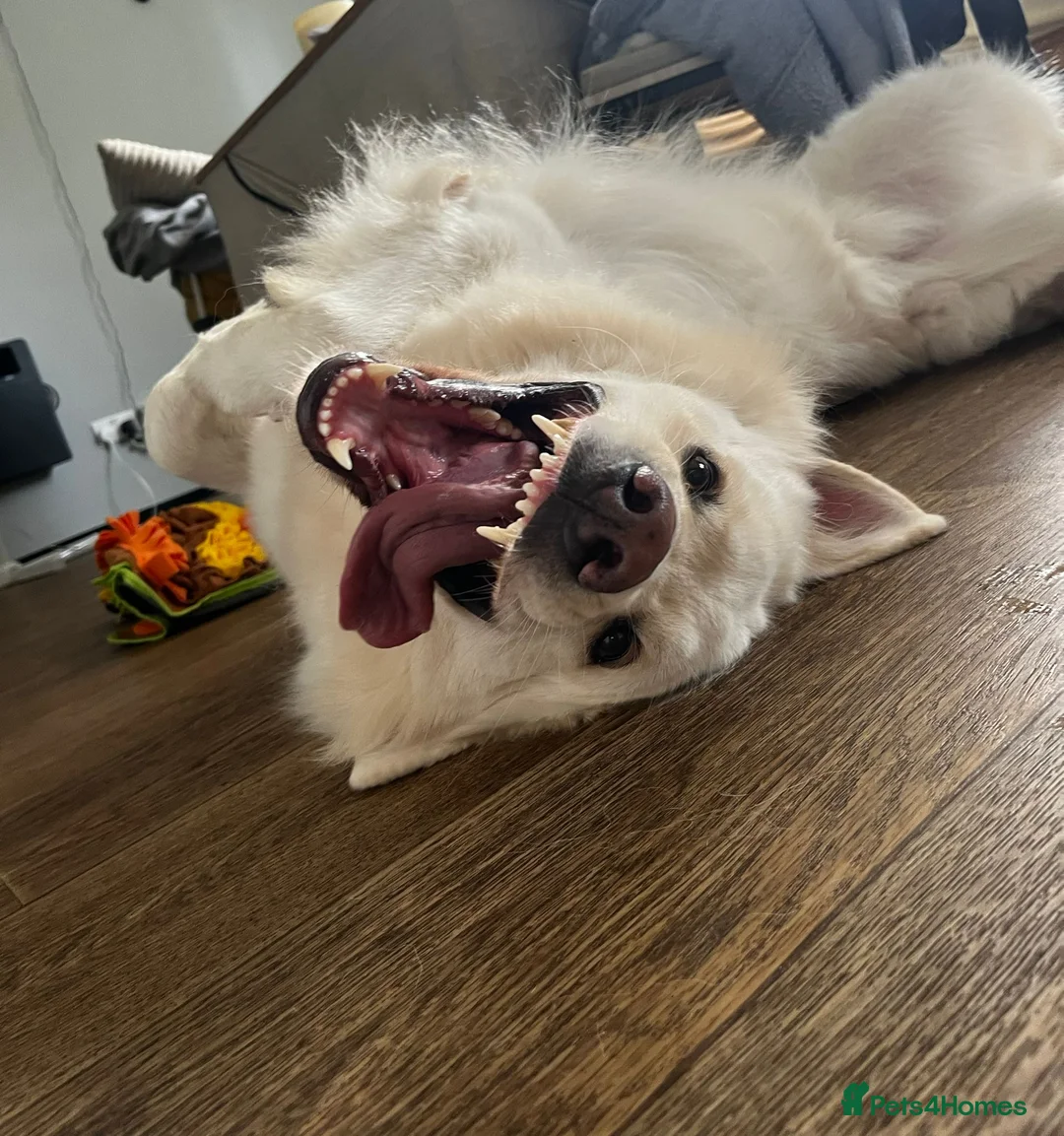 German Shepherd dogs for stud: White German shepherd stud - Advert 2