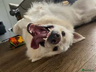 German Shepherd dogs White German shepherd stud - Advert 7