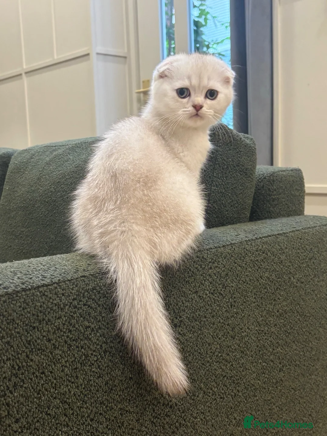 Scottish Fold cats for sale: Scottish Fold Kitten for Sale - Advert 1