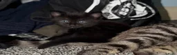 Mixed Breed cats for sale: Black kitten in Dover - Advert 16