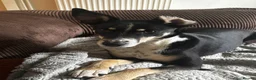 Mixed Breed dogs for adoption: PEPPER 🌶️ - Advert 3