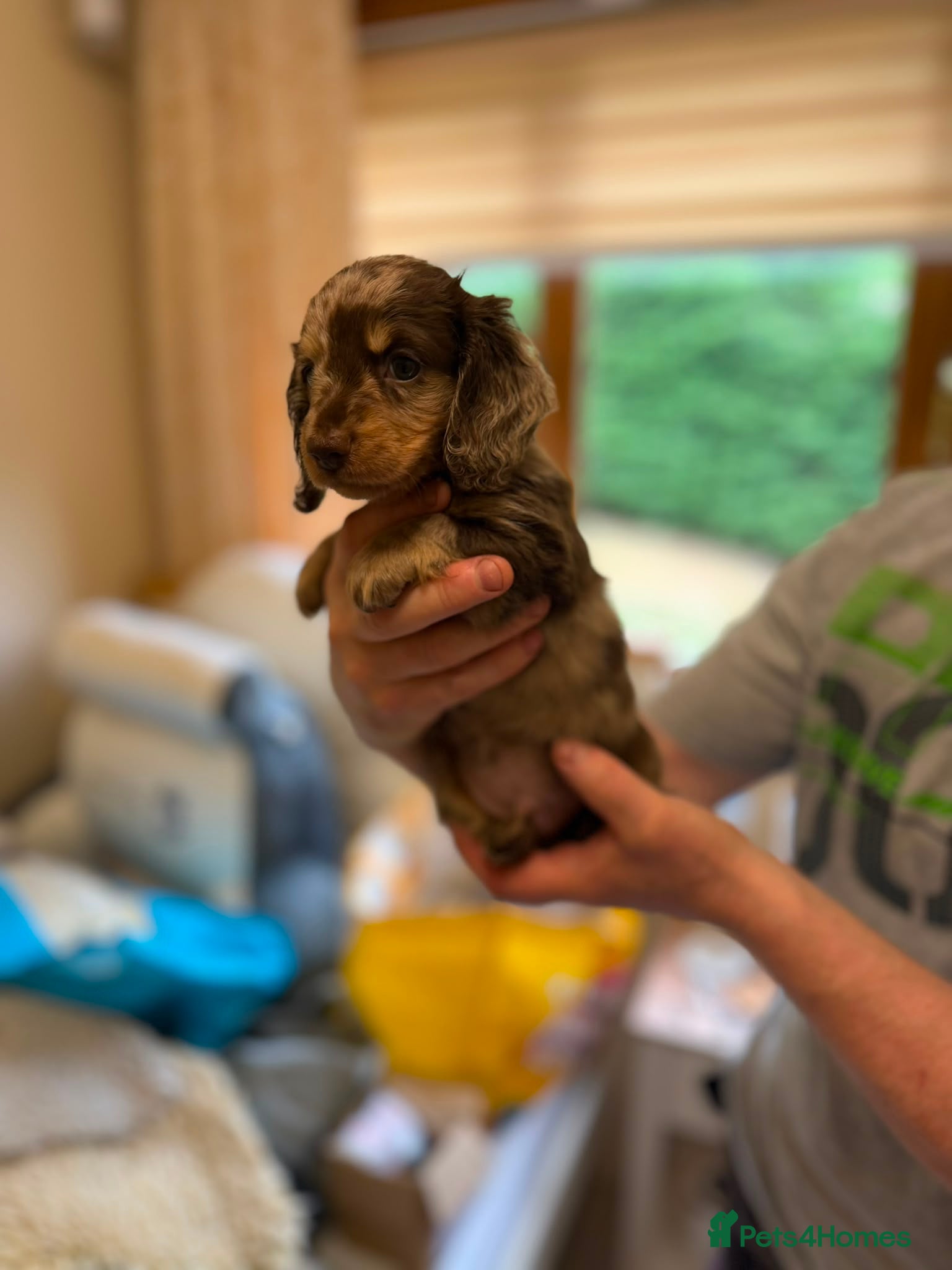 Miniature Dachshund dogs Beautiful mini Babies - Advert 1
