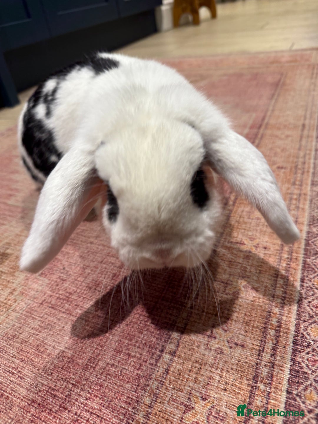 Dwarf Lop rabbits for sale: Female neutered dwarf lop rabbit - Advert 3