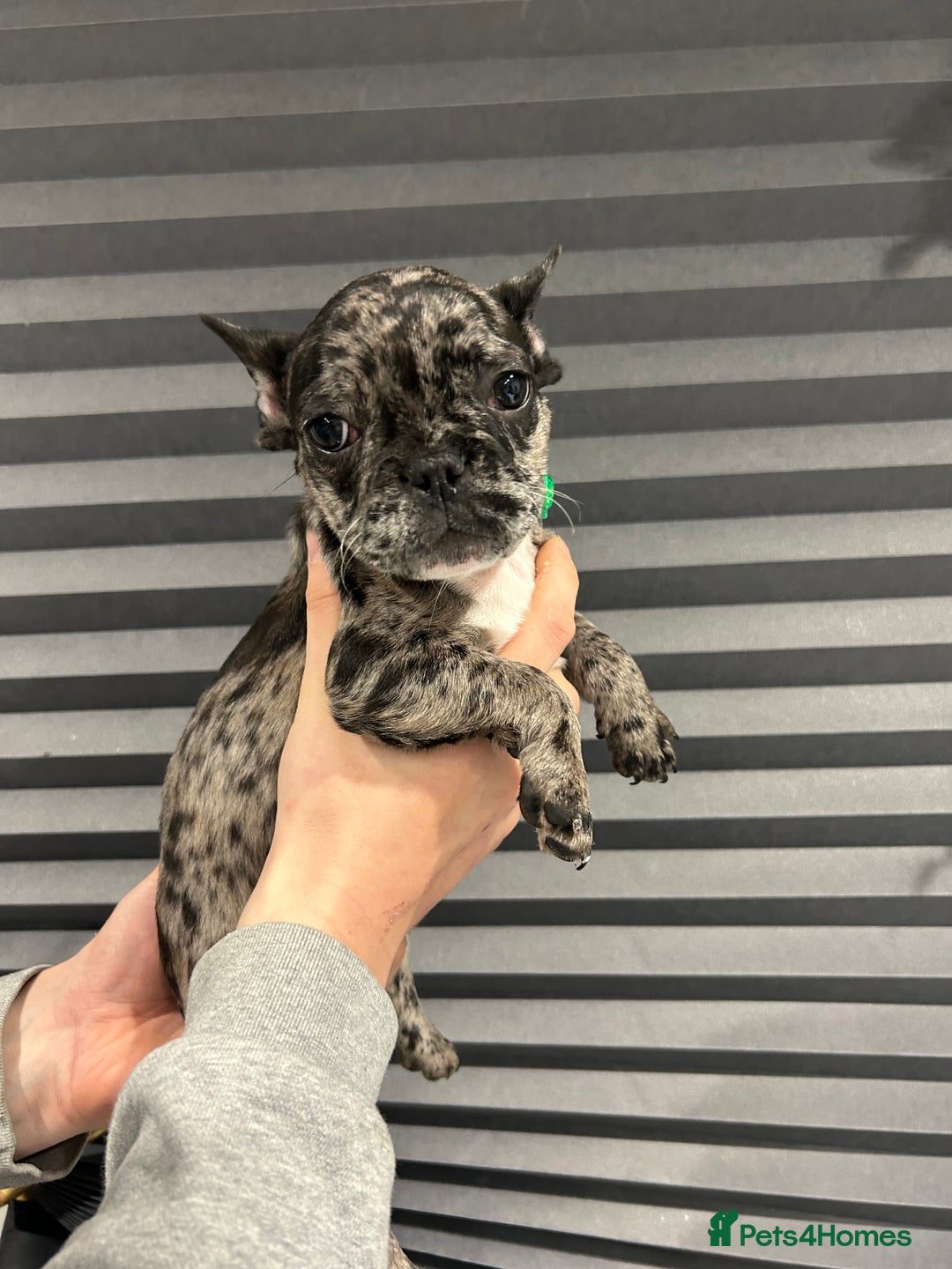 French Bulldog dogs for sale: French Bulldog Puppies for sale  - Advert 9