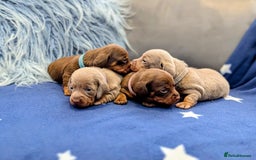 Miniature Dachshund dogs for sale: Adorable little of miniature daschunds  - Image 3