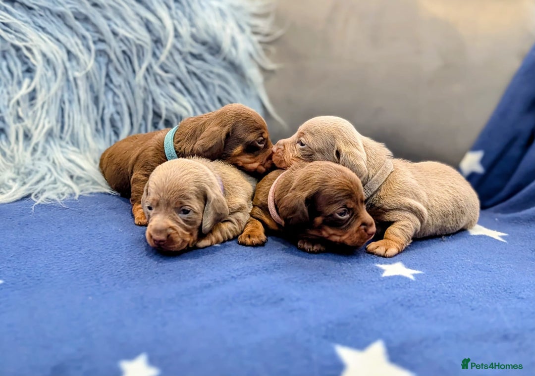 Miniature Dachshund dogs for sale: Adorable little of miniature daschunds  - Image 3