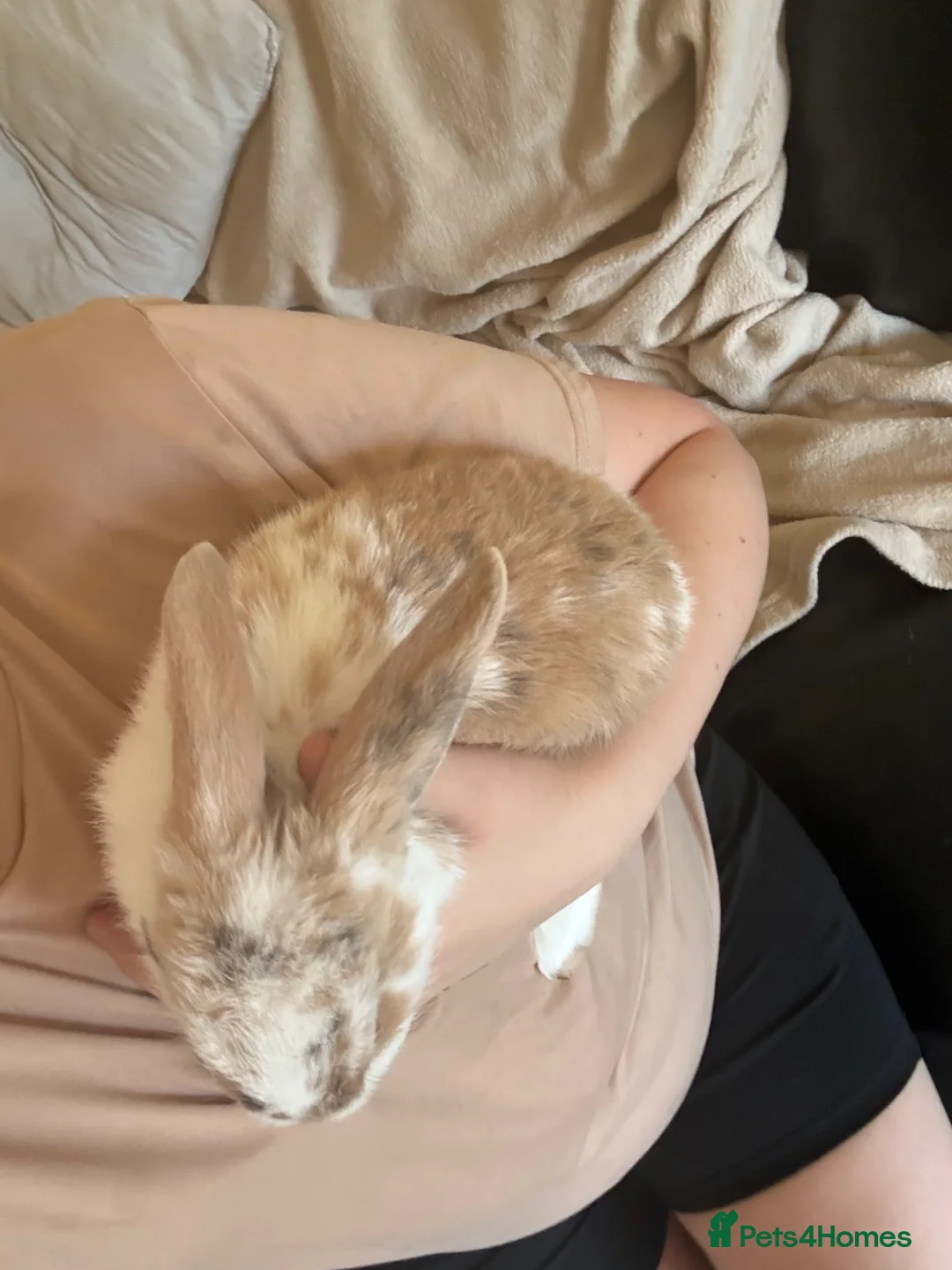 New Zealand rabbits for sale: 3 girl New Zealand bunny rabbits left - Advert 7